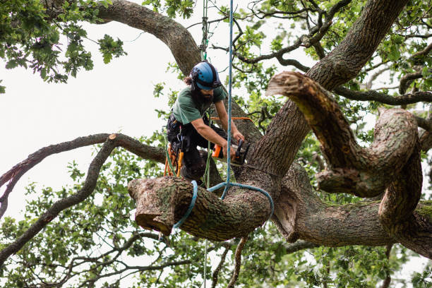 Irving, TX Tree Care Company