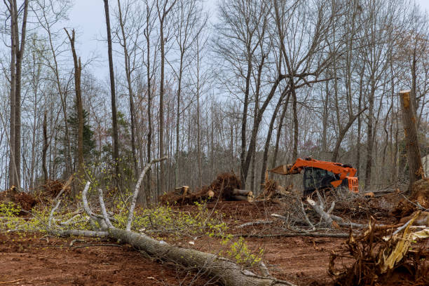 How Our Tree Care Process Works  in  Irving, TX