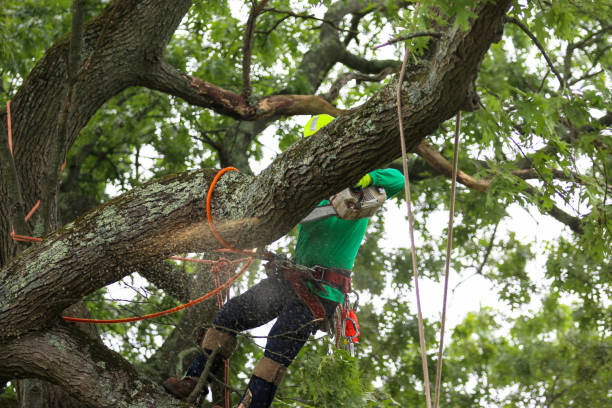 Best Tree Maintenance Programs  in Irving, TX